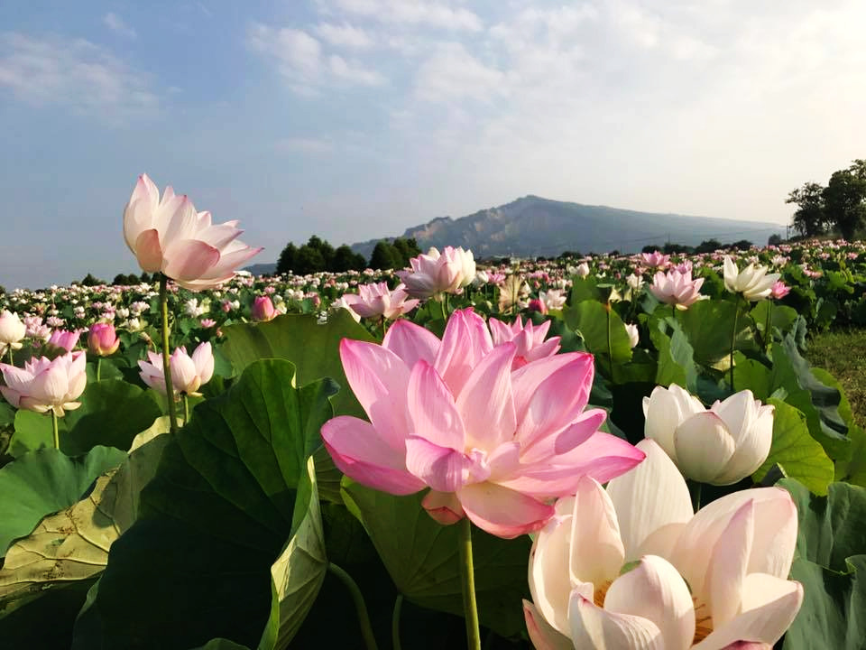 賞花之旅 中社觀光花市 五顏六色絢麗花田 Yahoo奇摩遊戲電競