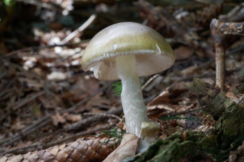 'Largest outbreak that we've seen in California.' Death cap mushrooms linked to deaths, hospitalizations