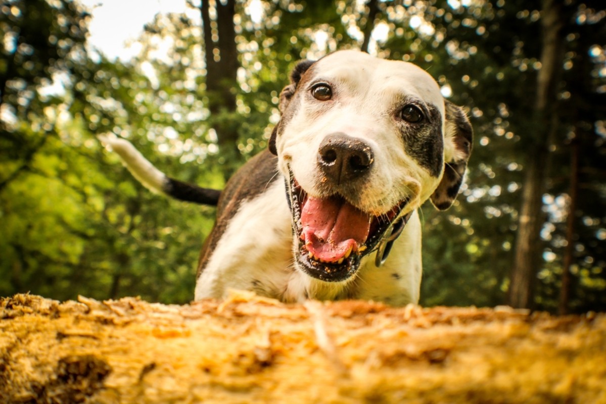 Unique-looking long-haired pit bull is taking the internet by storm