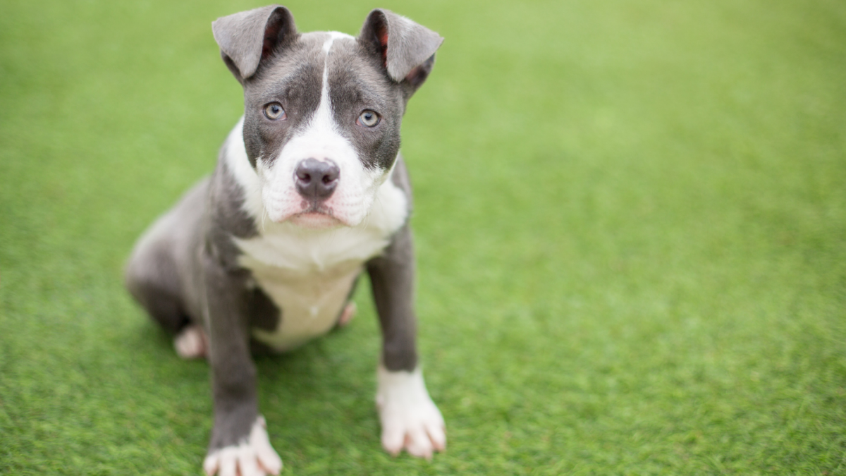 How Much Does A Pitbull Puppy Cost |Do Blue Nose Pitbulls Puppies, image size:1200x675