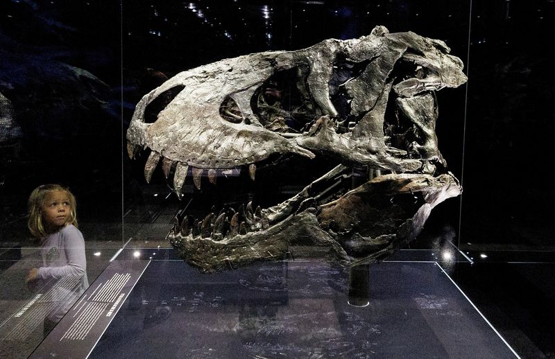 Study finds Tyrannosaurus rex did not reach full size until age 40