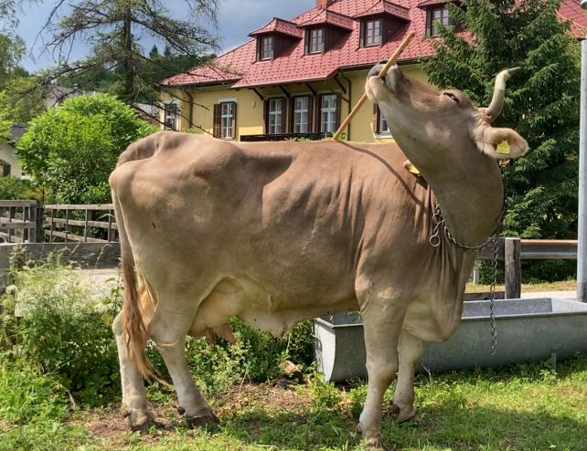 Clever Cow Documented Using Tools in an Astonishing Scientific First