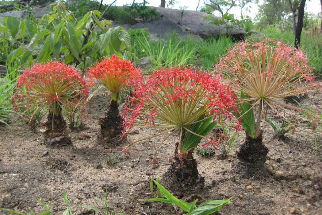 Arrow tips found in South Africa are the oldest evidence of poison use in hunting
