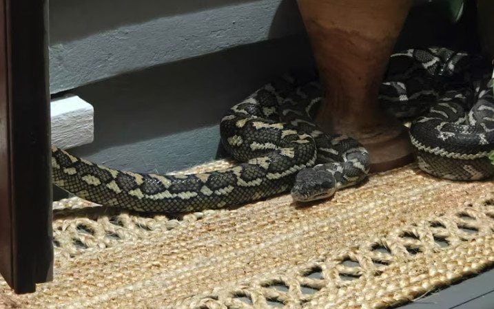 Australian woman wakes up to 8ft python lying on her