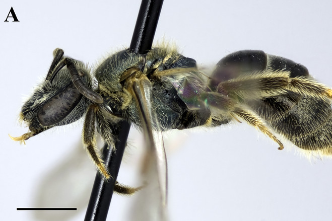 Encontrada una abeja que se alimenta de sudor humano