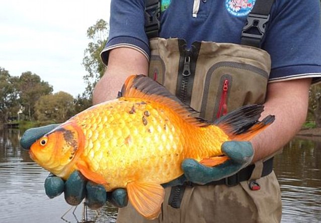 Petit poisson rouge deviendra énorme! 🤨