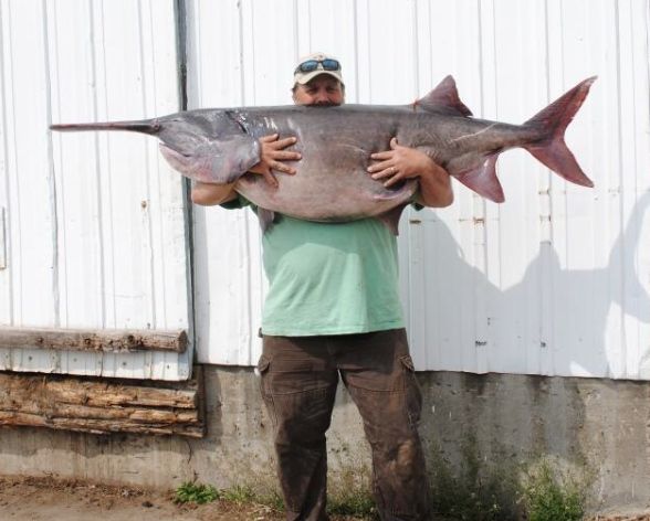 Petit poisson rouge deviendra énorme! 🤨