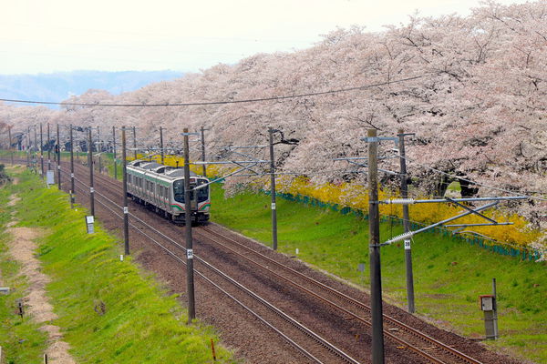 日本百大賞櫻景點 白石川堤 船岡城址公園 Yahoo奇摩旅遊