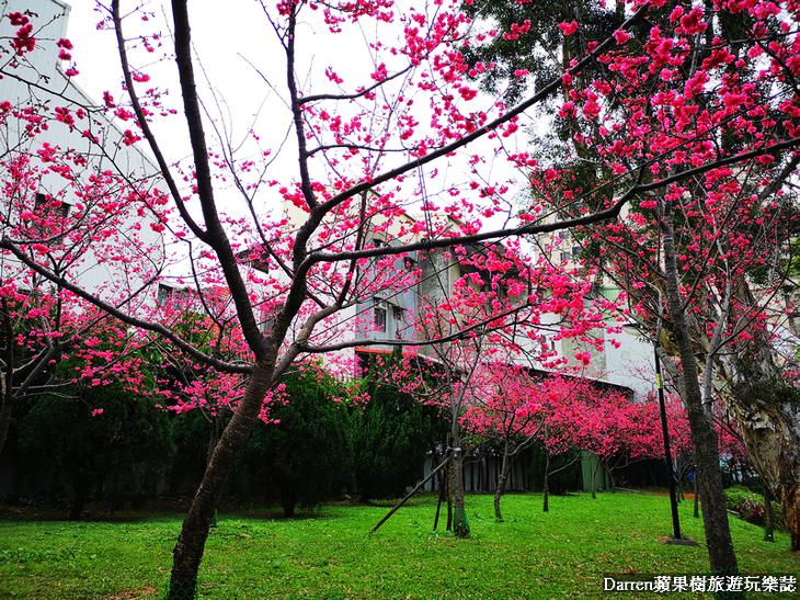 桃園賞櫻景點懶人包 桃園賞櫻秘境不藏私全攻略 桃園櫻花季 19彙整更新 Darren蘋果樹旅遊玩樂誌 Yahoo奇摩旅遊