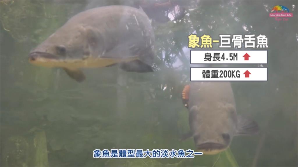 照顧大型魚種眉角多 台北動物園仿河流生態池吸睛 Yahoo奇摩遊戲電競