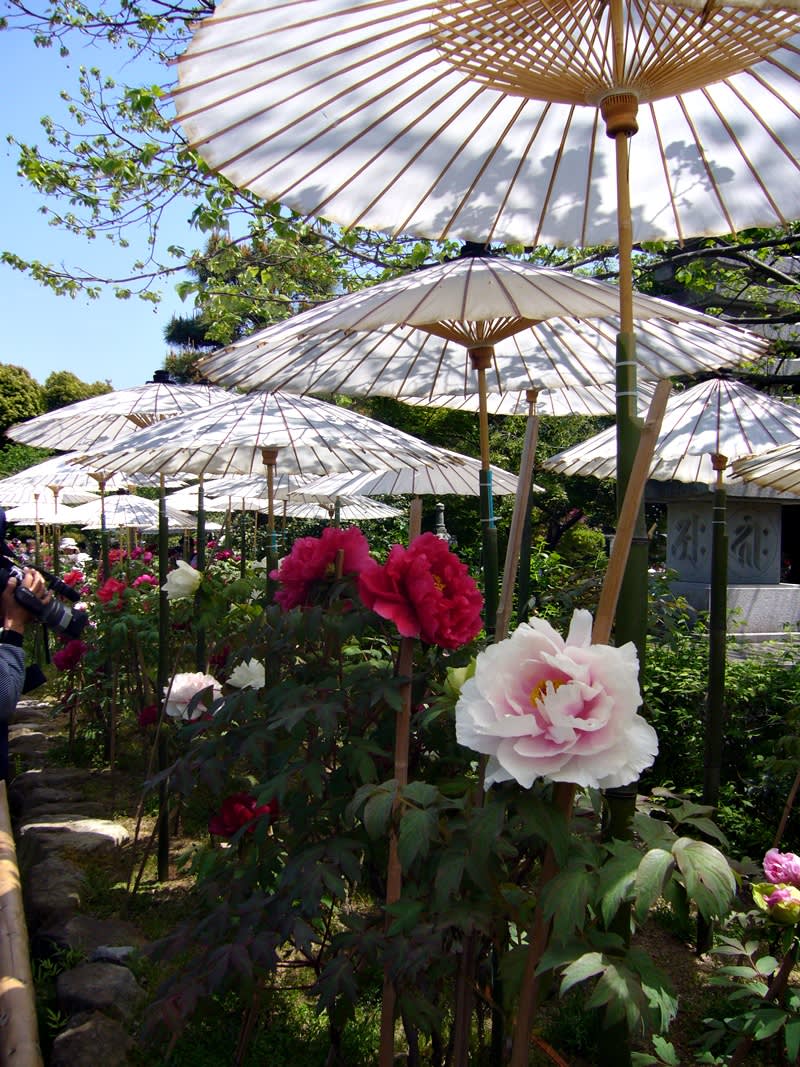 京都五月賞花名所 錯過賞櫻也沒關係 百花齊放的京都你也必須去一趟 Yahoo奇摩旅遊