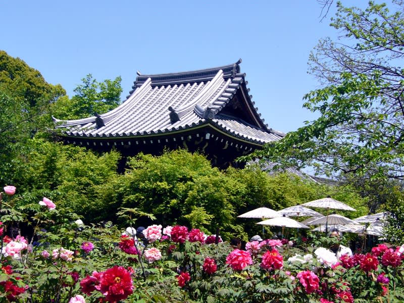 京都五月賞花名所 錯過賞櫻也沒關係 百花齊放的京都你也必須去一趟 Yahoo奇摩旅遊