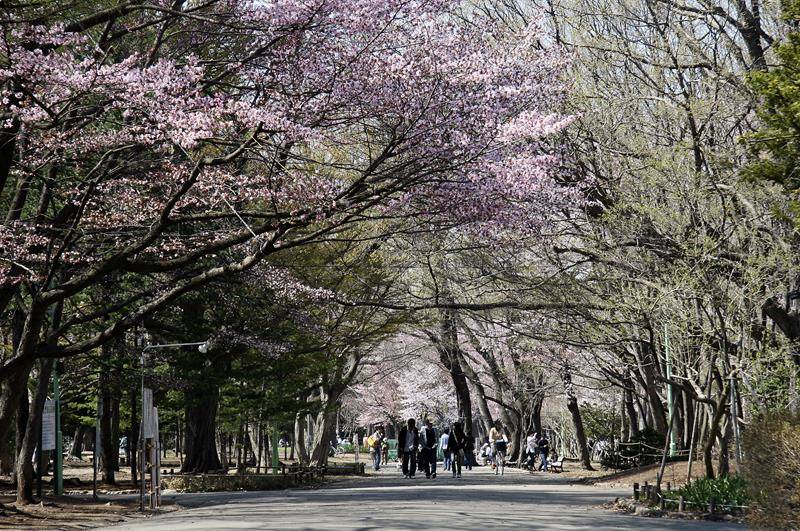 18北海道櫻花季 函館賞櫻名勝景點 五稜郭公園 趕緊把握日本最後一波賞櫻機會呀 Yahoo奇摩旅遊