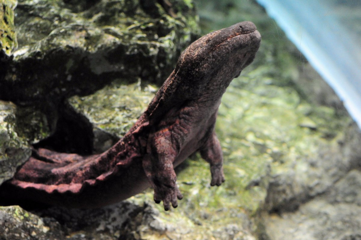 京都景點 京都水族館５大看點 光是海豹就值得看上一整天 Yahoo奇摩旅遊