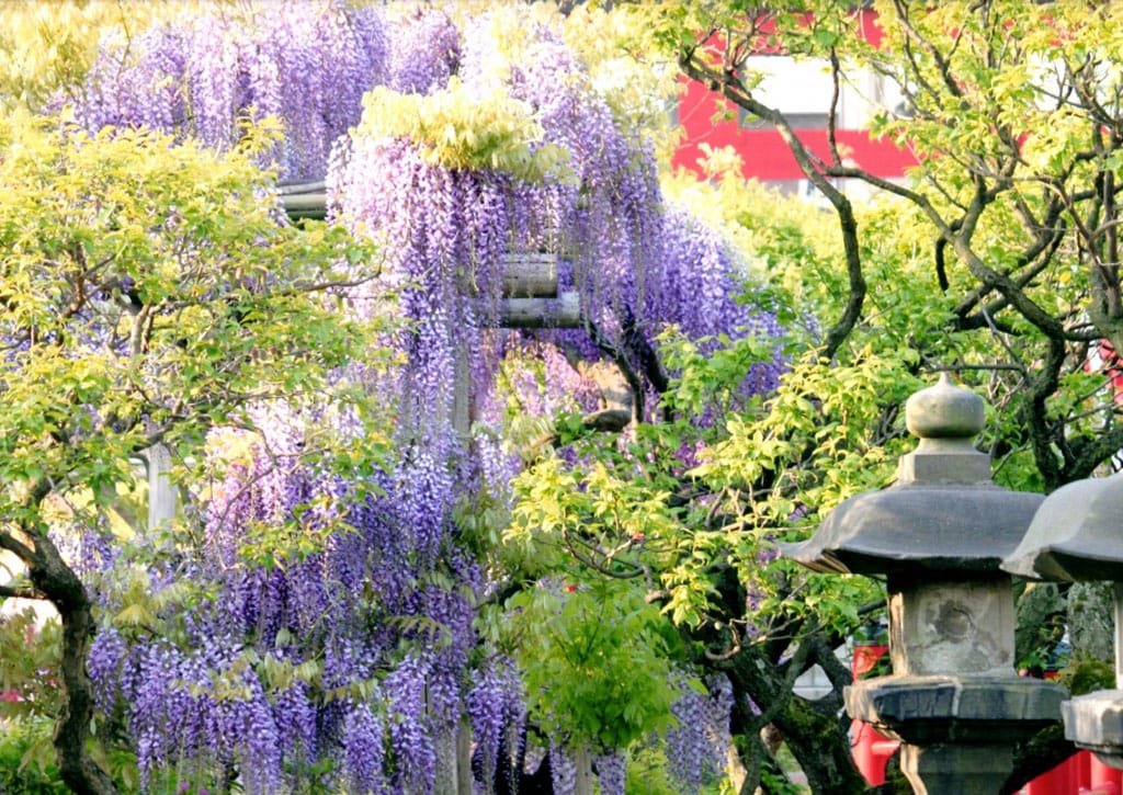 櫻花謝了 還有紫藤 春之花 藤 名所 亀戸天神社 Yahoo奇摩旅遊