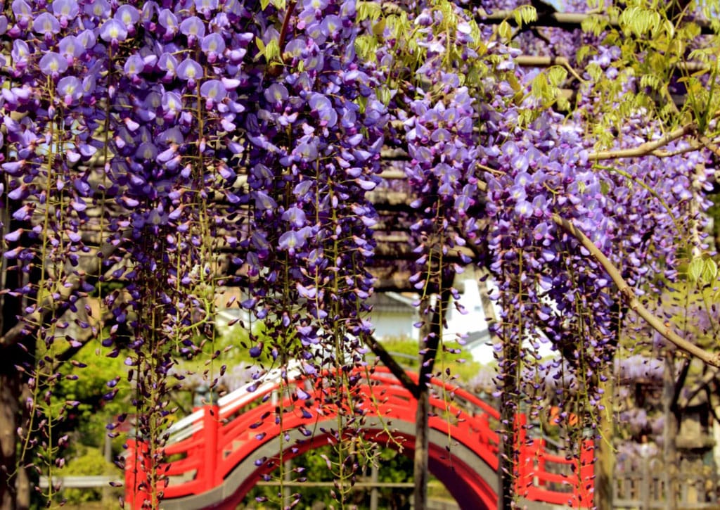 櫻花謝了 還有紫藤 春之花 藤 名所 亀戸天神社 Yahoo奇摩旅遊