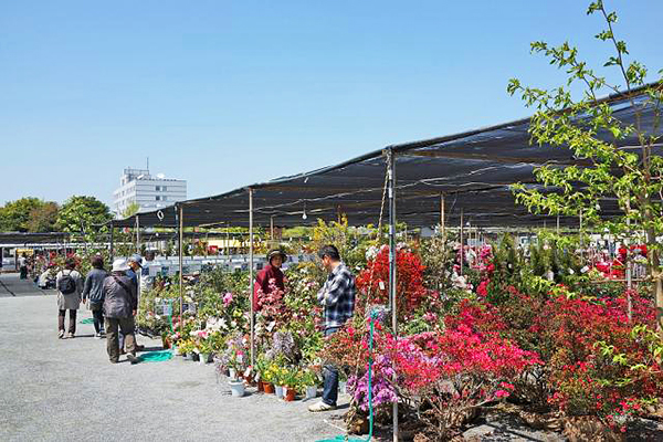 30萬株花海齊綻放 日本百年公園杜鵑花節 Yahoo奇摩遊戲電競