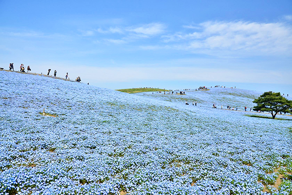 無敵海景夢幻花海都在這 茨城六大必訪景點 Yahoo奇摩旅遊