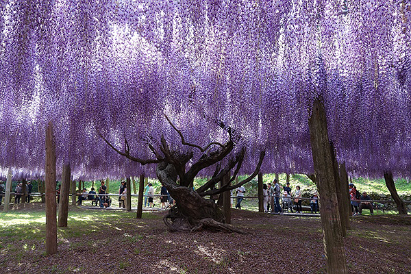 紫色花海隧道好夢幻 日本五大紫藤花景點 Yahoo奇摩旅遊