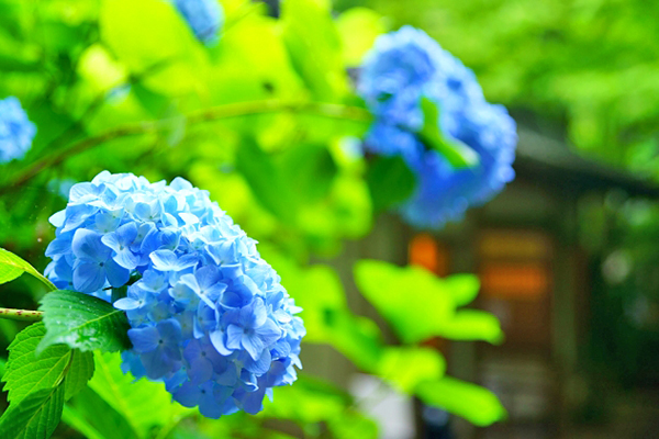 繡球花海步道好浪漫賞花名所紫陽花寺 Yahoo奇摩旅遊