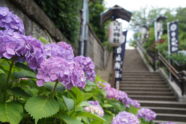 繡球花前線預測 日本十大賞花名所 Yahoo奇摩遊戲電競