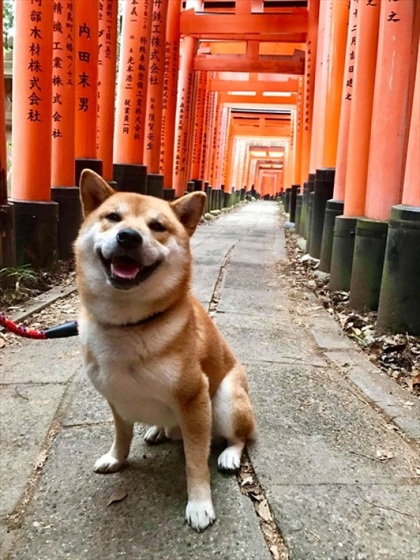 和服店店長竟是超萌柴犬外國美女爭相合照讓人好羨慕 Yahoo奇摩遊戲電競