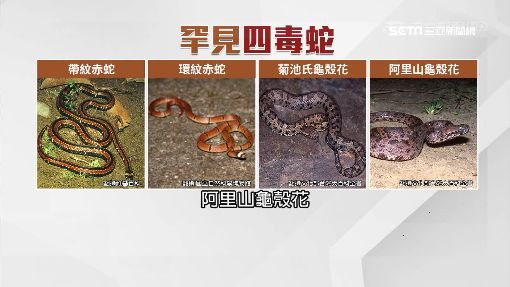 台灣十大毒蛇 這4種無血清看到快溜 Yahoo奇摩遊戲電競