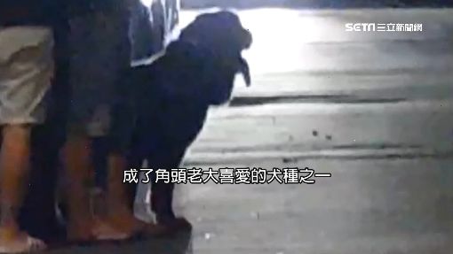 各國黑道愛犬不同 台灣大哥最愛這隻 Yahoo奇摩時尚美妝