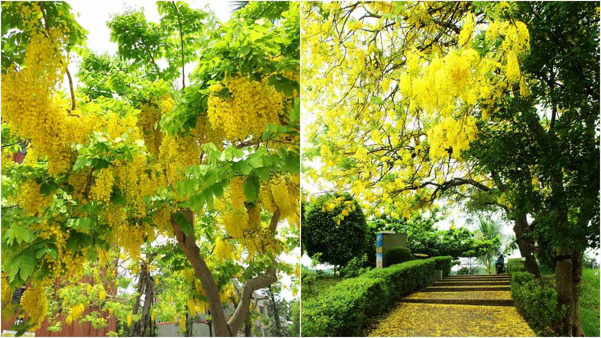 黃金雨好美呀 台南阿勃勒盛開了 這12處賞花拍花快筆記 Yahoo奇摩旅遊