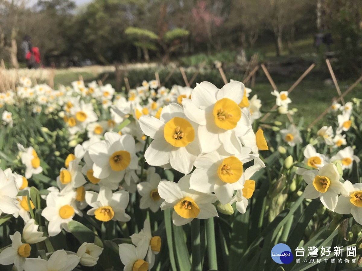 陽明山群芳競艷湖山綠地8千株水仙花散發迷人香氣 Yahoo奇摩遊戲電競