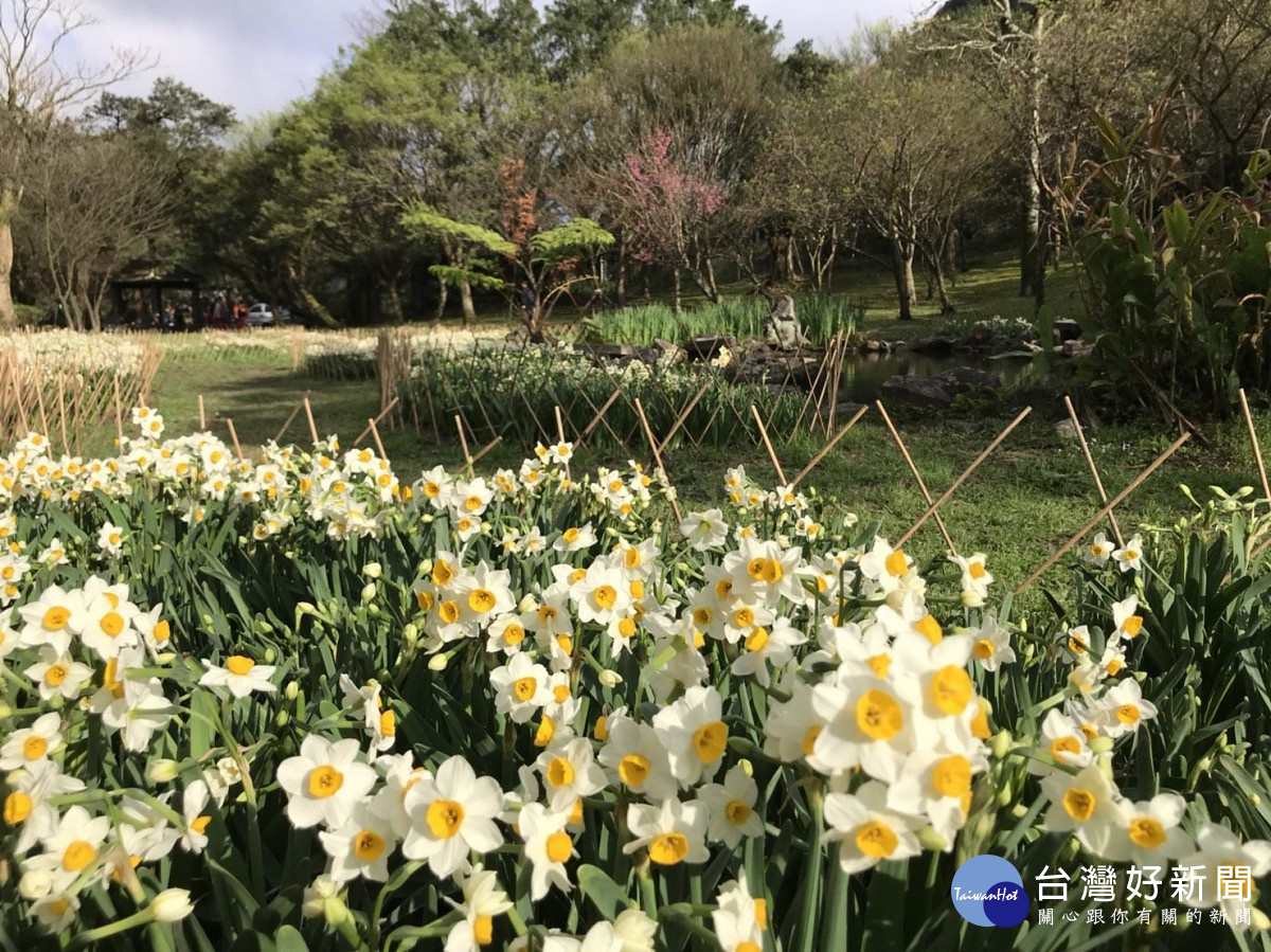 陽明山群芳競艷湖山綠地8千株水仙花散發迷人香氣 Yahoo奇摩遊戲電競