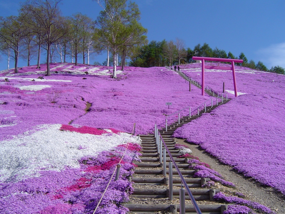 和風春夏輕旅行北海道128起 Yahoo奇摩旅遊