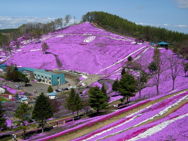 北海道兩大芝櫻公園5月變身粉色的花地毯 Yahoo奇摩旅遊