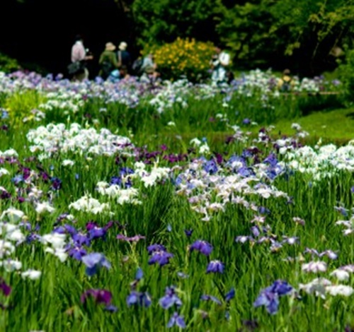 葛飾菖蒲祭6月紫色花海 Yahoo奇摩旅遊