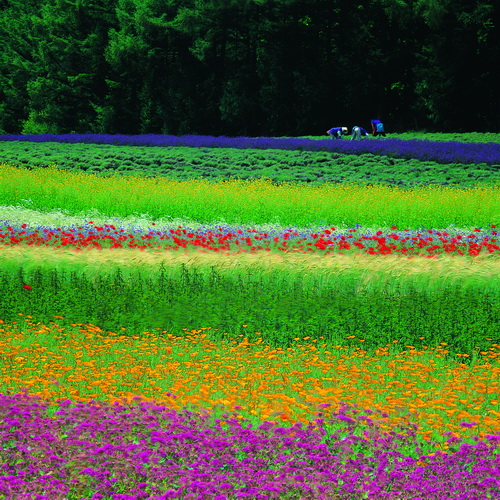 賞春花 千萬夜景 北極星觀景列車搜羅北海道優質遊趣 Yahoo奇摩旅遊