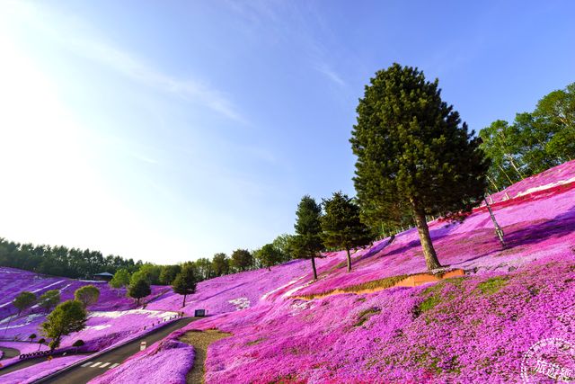 浪漫花海 北海道芝櫻繽紛登場 Yahoo奇摩旅遊