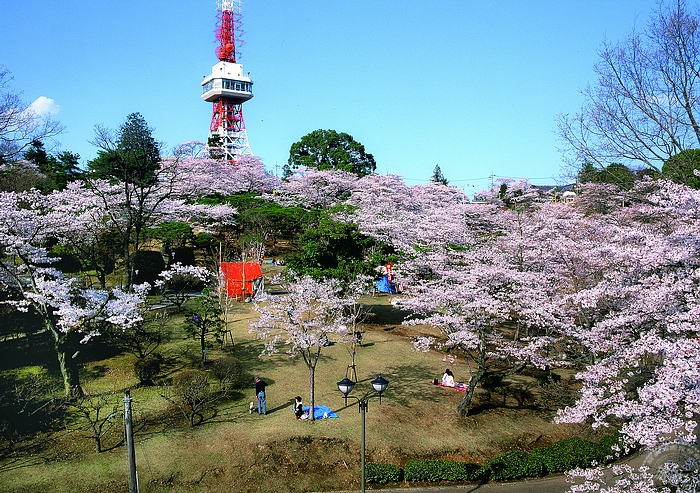 春遊宇都宮八幡山公園晝夜賞夢幻粉櫻 Yahoo奇摩旅遊