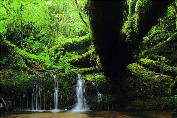 遍佈的青苔與杉木讓屋久島散發神秘氛圍。（圖片來源／JNTO）