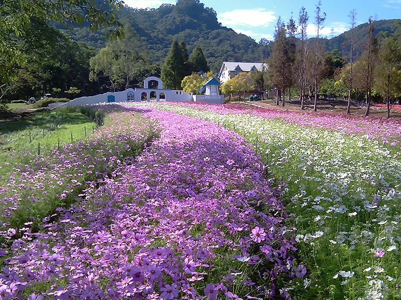 農場內彩虹花田隨著季節而變換色彩。(圖片來源／富田花園農場)