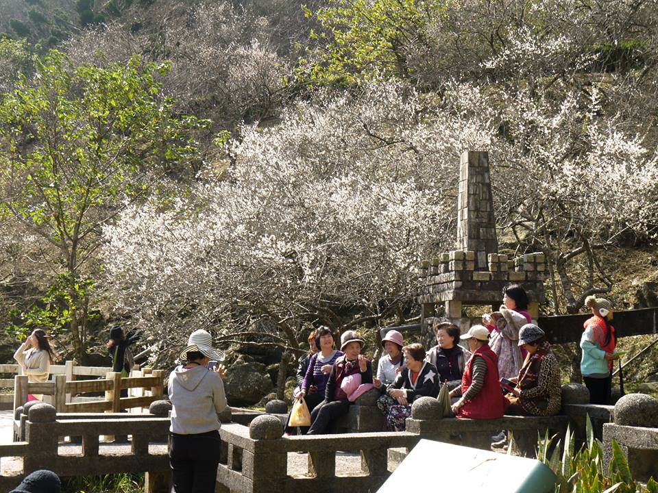 角板山梅花開 賞梅野餐愜意遊桃園 Yahoo奇摩旅遊