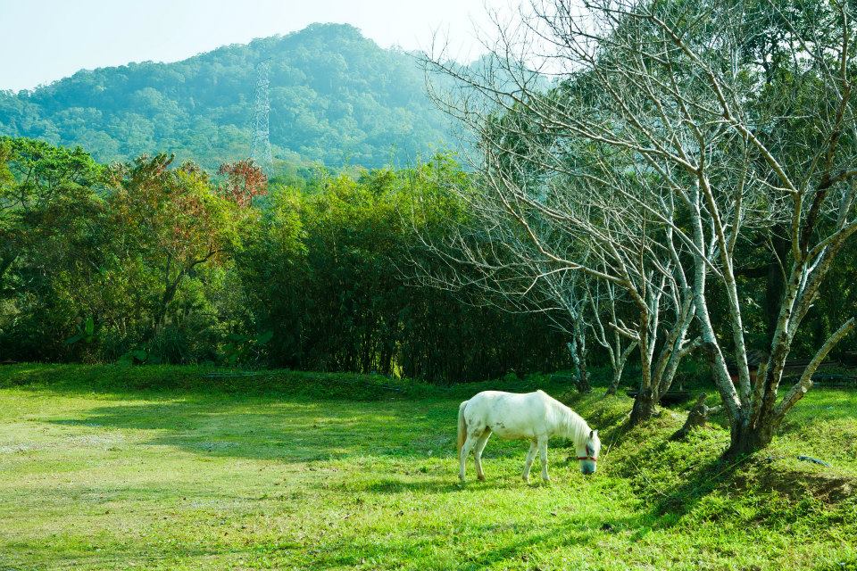 白馬在草地上曬著暖活的冬陽。(圖片來源／富田花園農場)