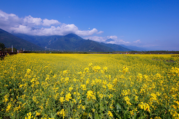 大農大富花海。 (圖／大農大富平地森林園區)