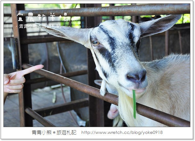 過年何處去？羊年旅遊景點推薦　一起來找羊咩咩玩耍去