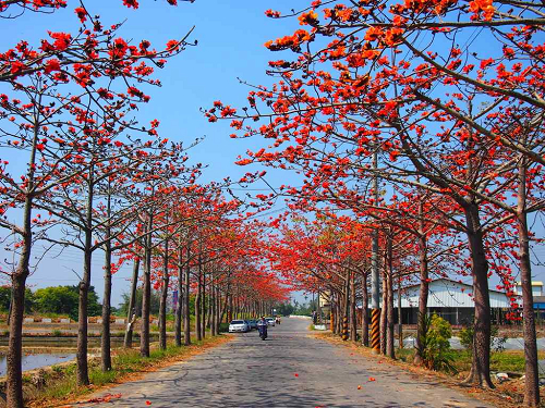 賞花之旅 白河火紅花影 驚艷林初埤木棉花道 Yahoo奇摩旅遊