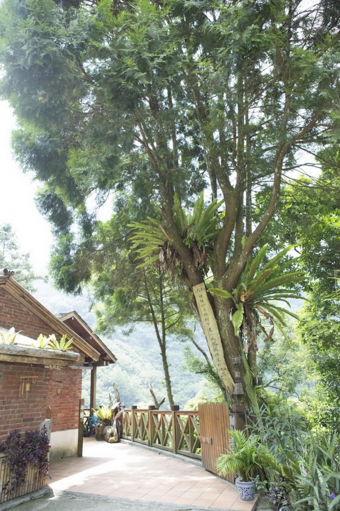 入口高大的肖楠樹是三毛最喜歡沉澱靜坐的地方。
