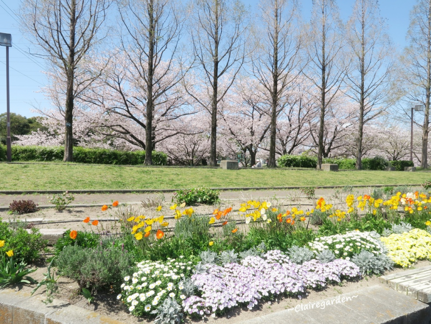 19 名古屋荒子川公園 兩岸櫻花停不住 超美爆炸櫻花 Yahoo奇摩旅遊