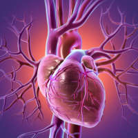 Heart illustration with the major vessels.