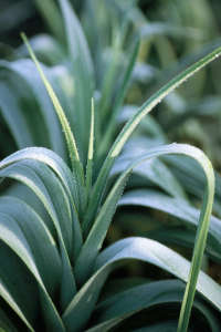 Leek (Allium porrum) Selective focus close-up plant portrait