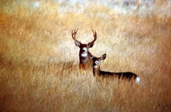 Man successfully argues the Fifth in deer killing case