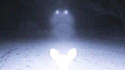 UFOs Descend on Deer in Mississippi Woods